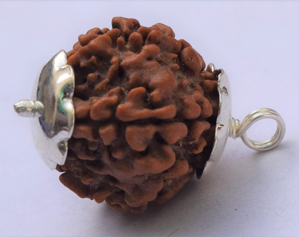 Apnisanskriti 5 Mukhi Rudraksha Bead with Pure Silver Pendant (Natural Brown Five Face Rudraksh, Lab Certified, Big size)- Pack of 1