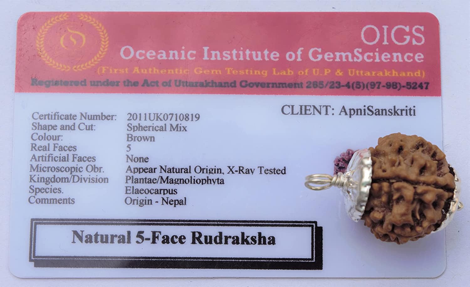 Apnisanskriti Certified Nepali 5 Mukhi Beads with Silver Cap - Natural Beads for Men and Women