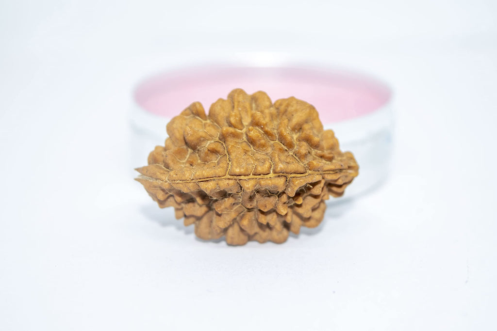 Apnisanskriti 2 Mukhi Rudraksha Bead - Natural Brown Two Face Rudraksh (Big Size, Lab Certified ) - Pack of 1