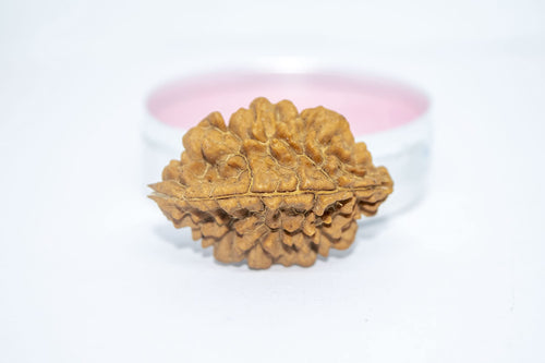 Apnisanskriti 2 Mukhi Rudraksha Bead - Natural Brown Two Face Rudraksh (Big Size, Lab Certified ) - Pack of 1