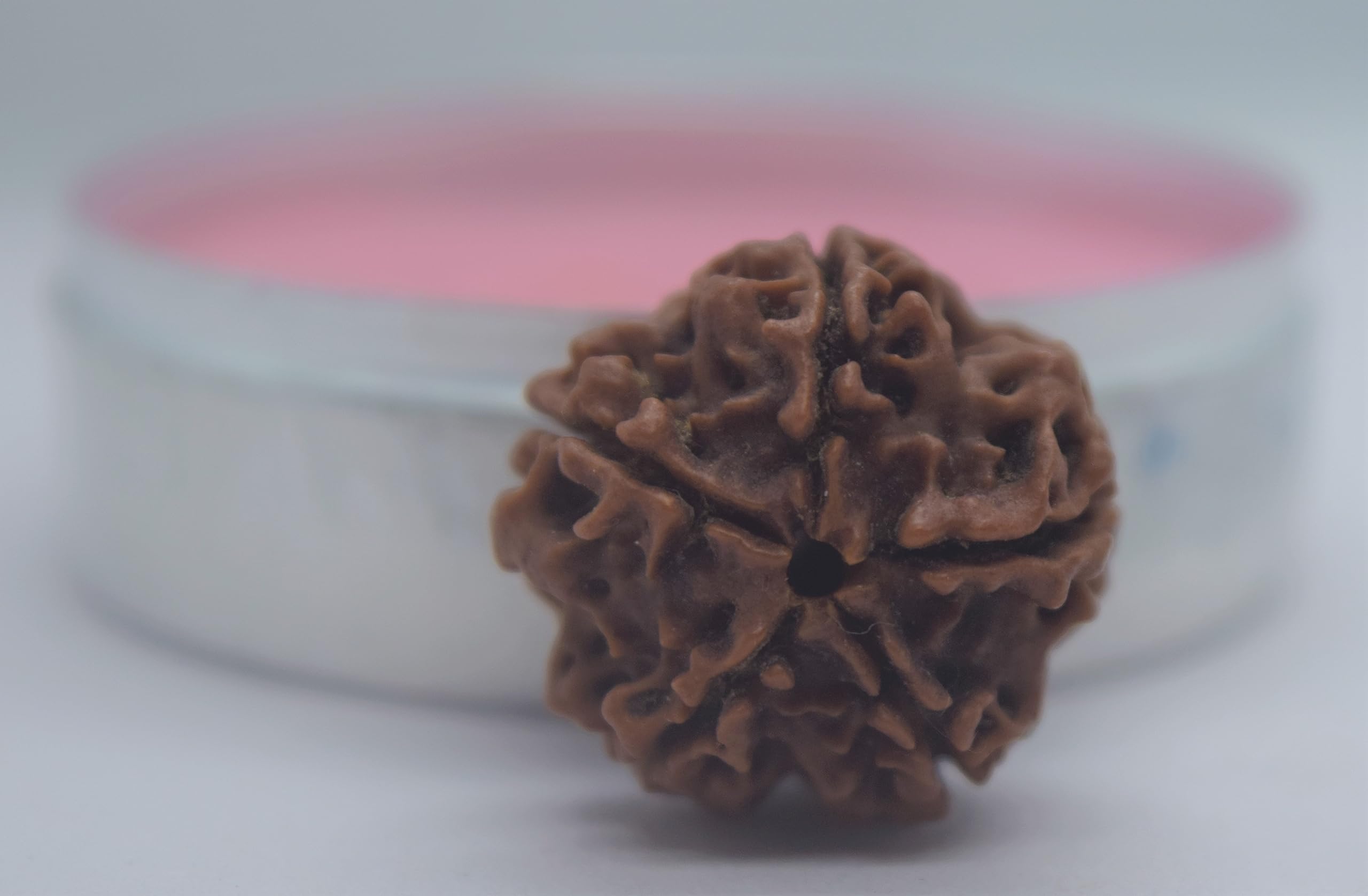 Apnisanskriti Certified Nepali 5 Mukhi Beads - Natural Beads for Men and Women