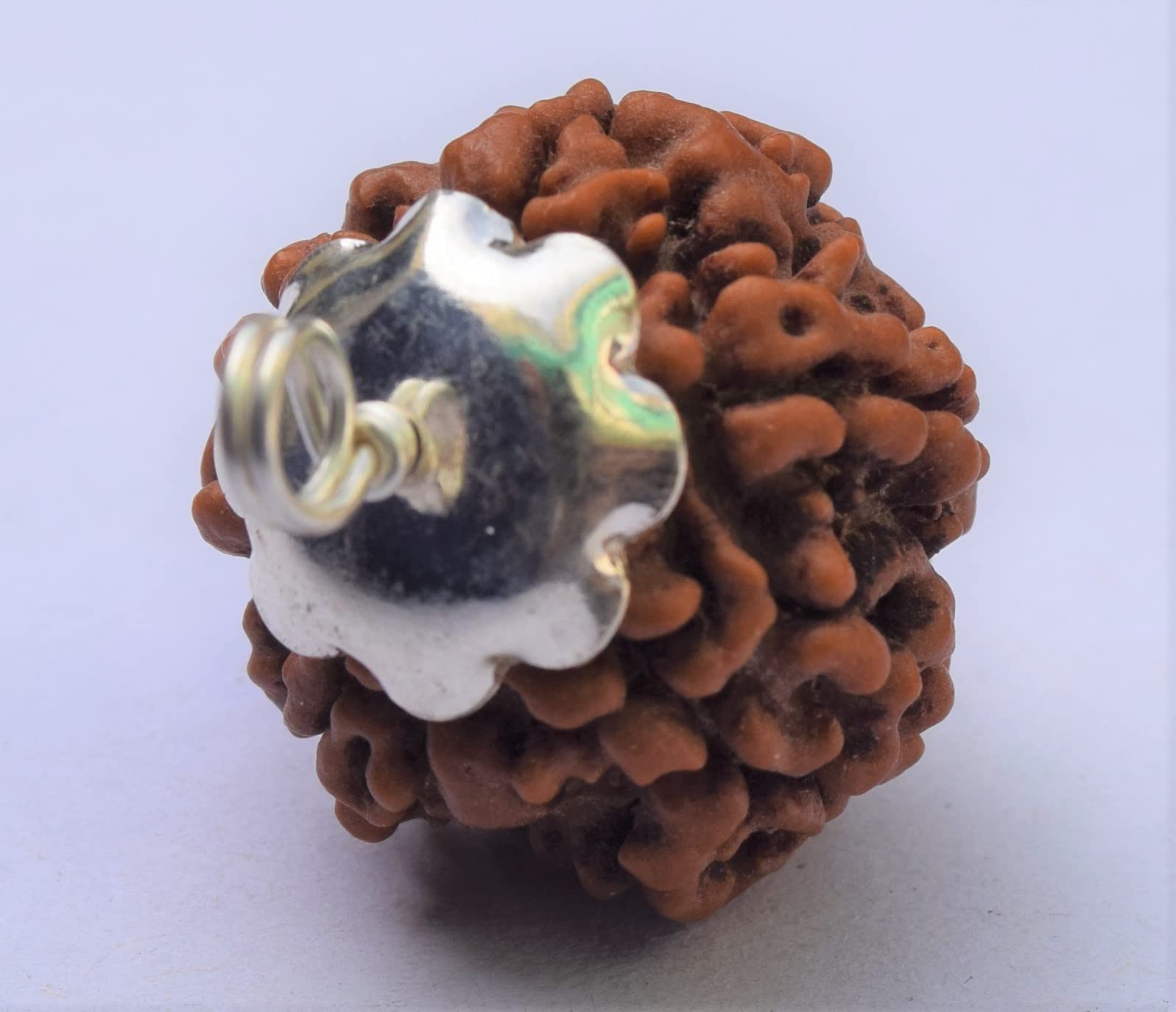 Apnisanskriti 5 Mukhi Rudraksha Bead with Pure Silver Pendant (Natural Brown Five Face Rudraksh, Lab Certified, Big size)- Pack of 1