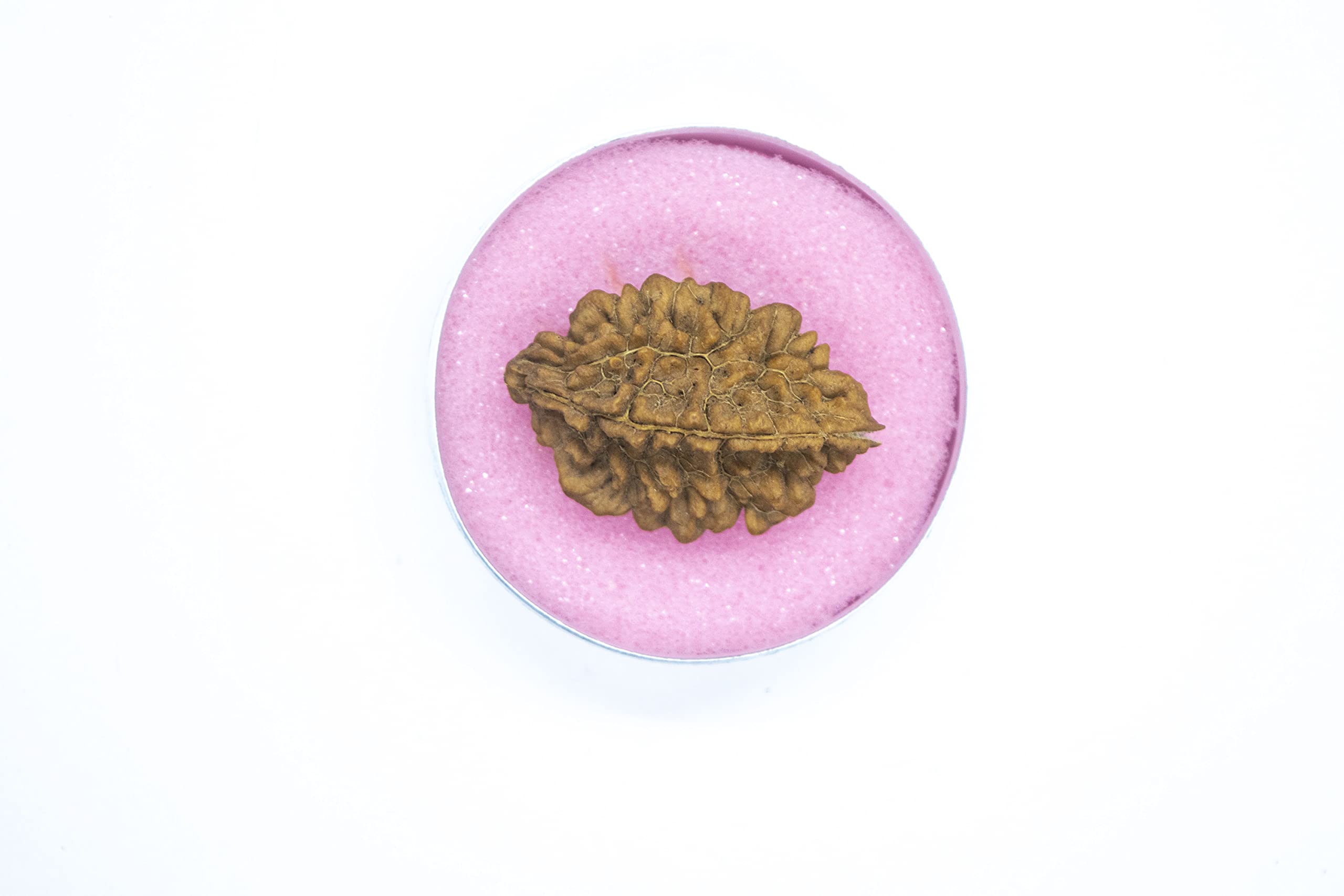 Apnisanskriti 2 Mukhi Rudraksha Bead - Natural Brown Two Face Rudraksh (Big Size, Lab Certified ) - Pack of 1