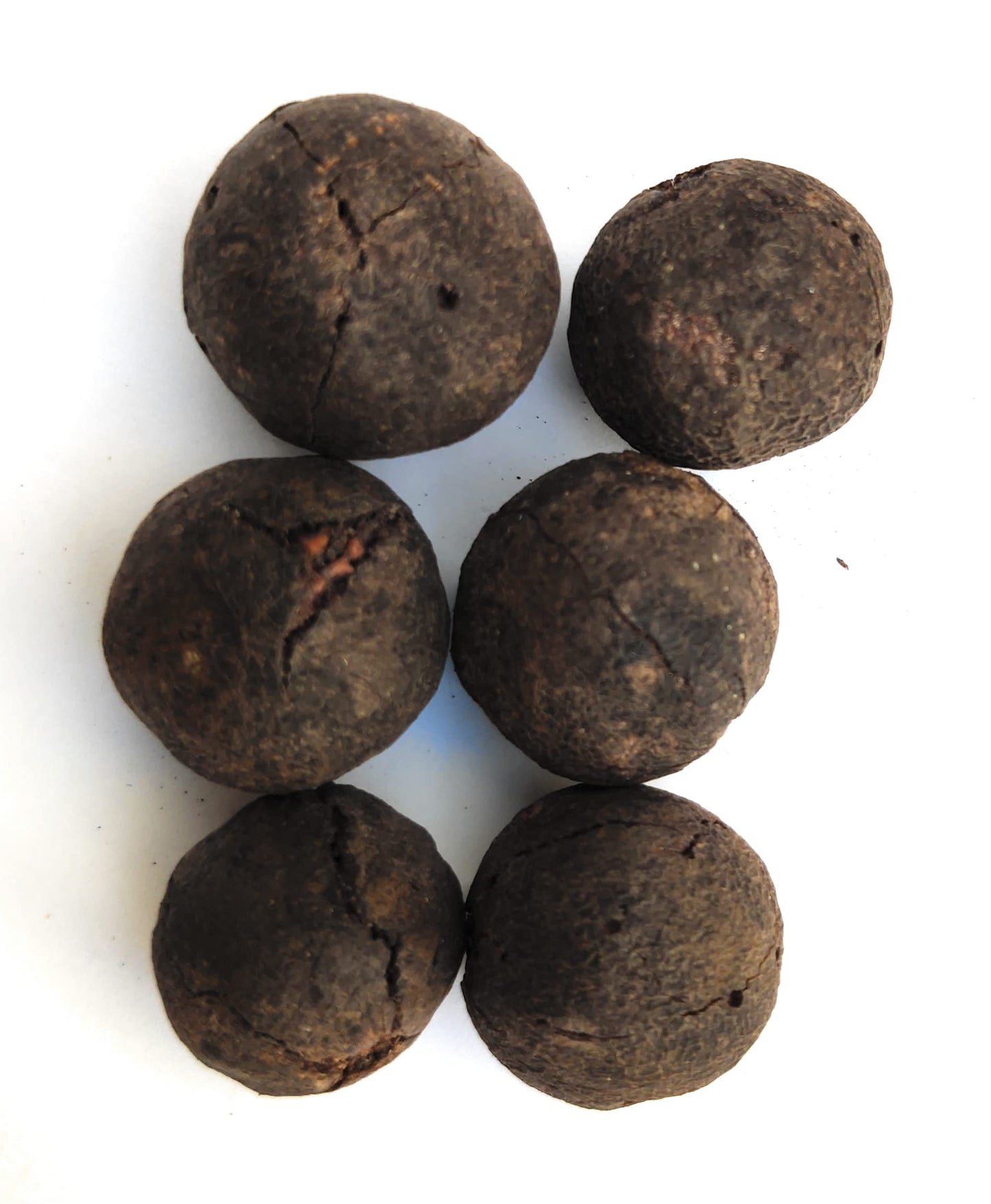 Apnisanskriti Nepal Natural Raw Rudraksha Fruit (Original Untreated)- Natural Brown Rudraksh (Big Size, Lab Certified) - Pack of 6