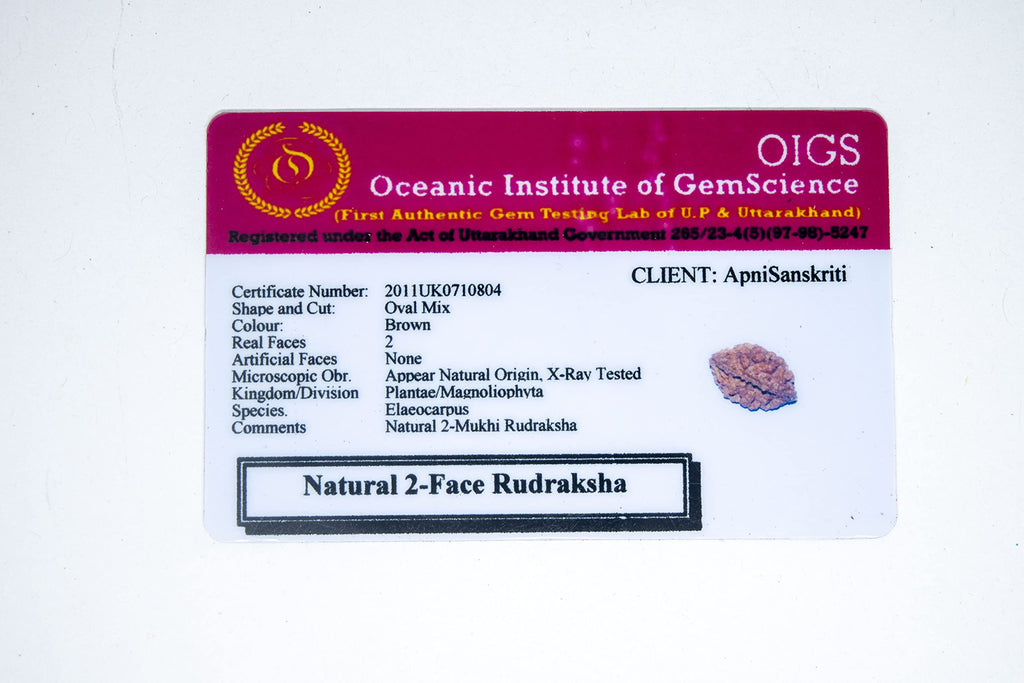 Apnisanskriti 2 Mukhi Rudraksha Bead - Natural Brown Two Face Rudraksh (Big Size, Lab Certified ) - Pack of 1