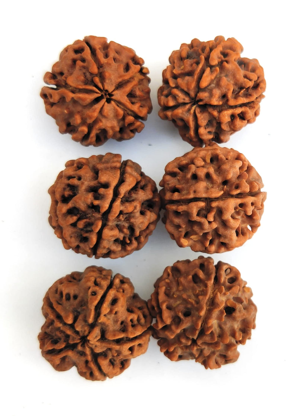 Apnisanskriti 5 Mukhi Rudraksha Water Bead - Natural Brown Five Face Rudraksh (Big Size, Lab Certified) - Pack of 6