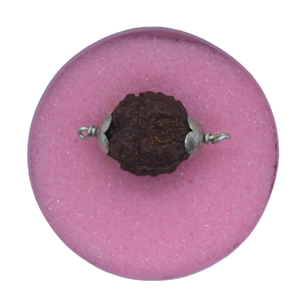 Apnisanskriti 3 Mukhi Rudraksh Locket (Metal Cap, Lab Certified) - Three Face Natural Rudraksh - Pack of 1