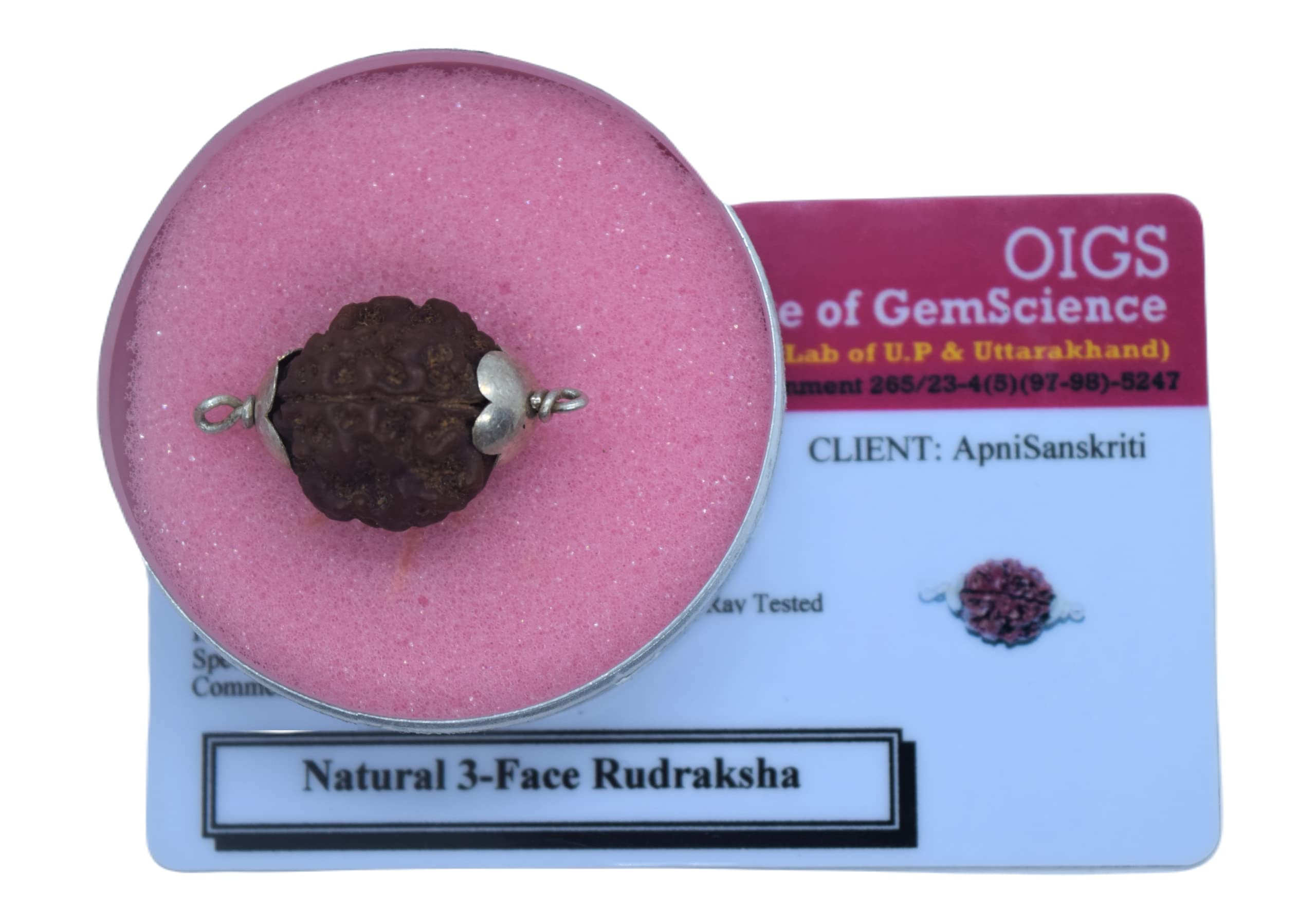 Apnisanskriti 3 Mukhi Rudraksh Locket (Metal Cap, Lab Certified) - Three Face Natural Rudraksh - Pack of 1