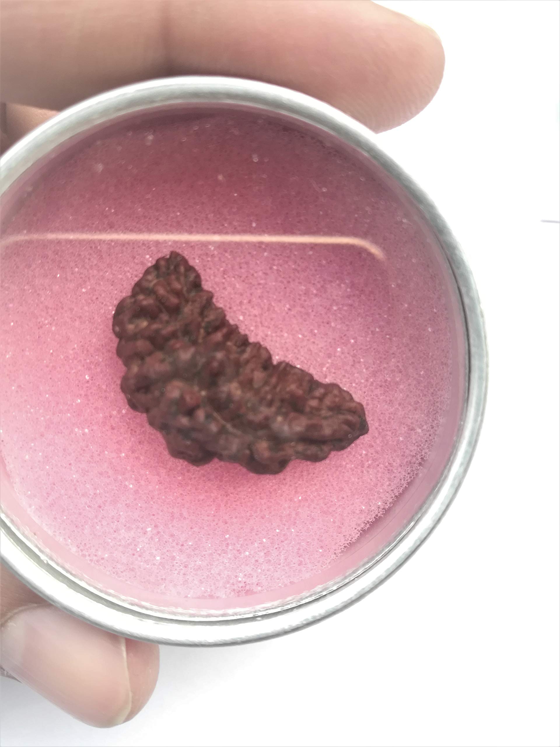 Apnisanskrit Lab Certified Ek Mukhi Black Rudraksha - Black - Rudraksh Bead- pack of 1