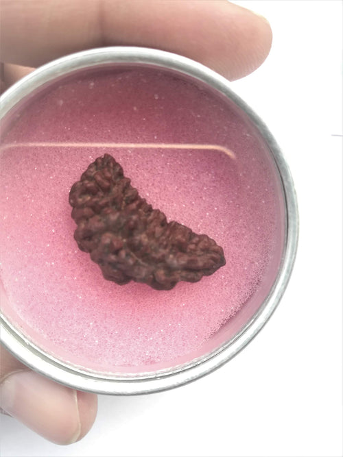 Apnisanskrit Lab Certified Ek Mukhi Black Rudraksha - Black - Rudraksh Bead- Pack of 1