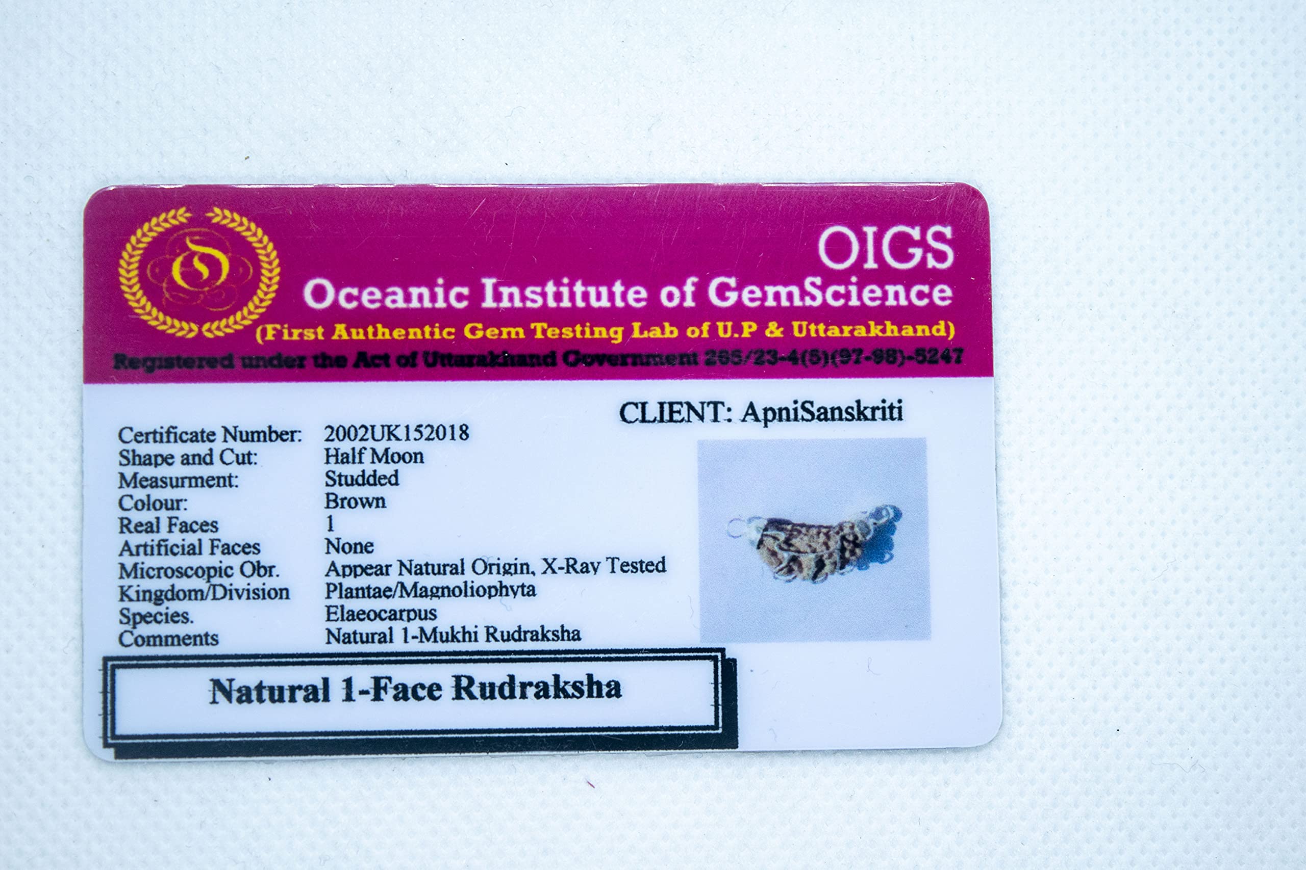 Apnisanskriti Ek Mukhi Rudraksh Beads with Pendant (Lab Certified, Natural Rudraksh, Silver Plated) - Brown and Silver - Pack of 1