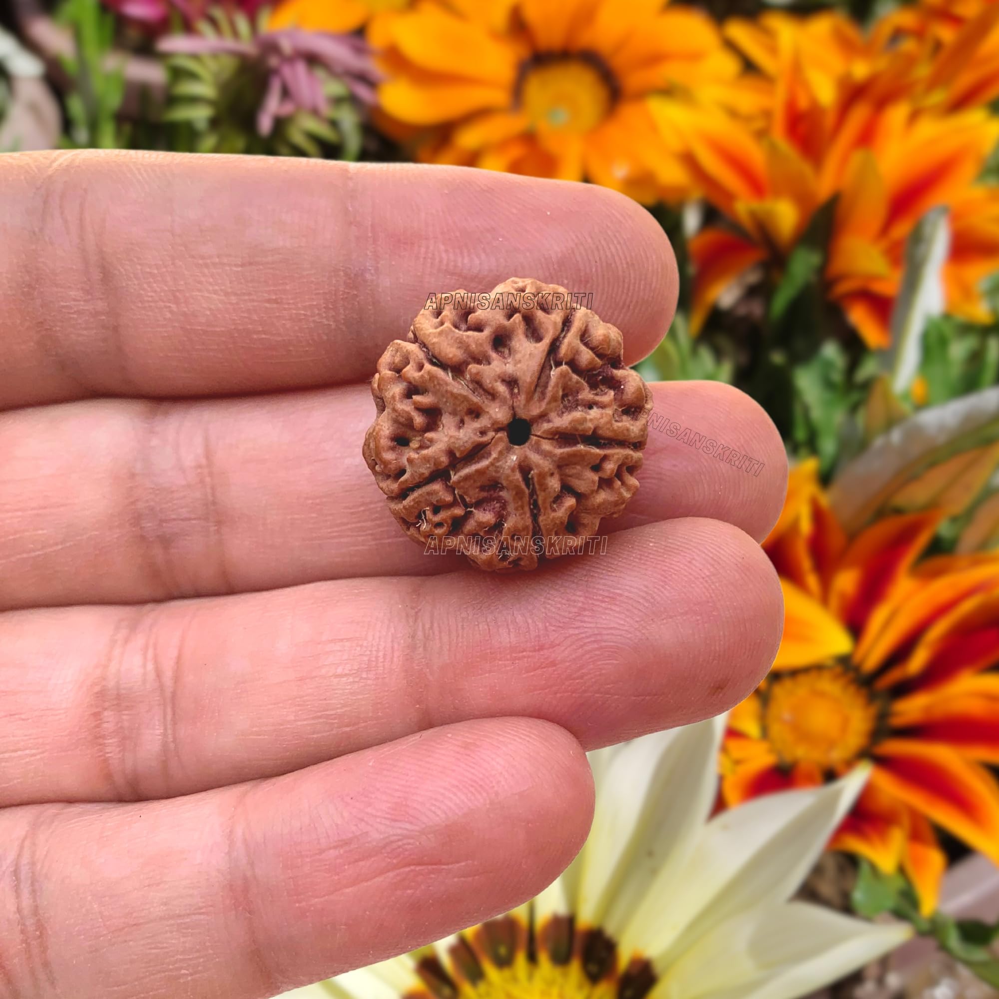 Apnisanskriti Certified Nepali 5 Mukhi Beads - Natural Beads for Men and Women