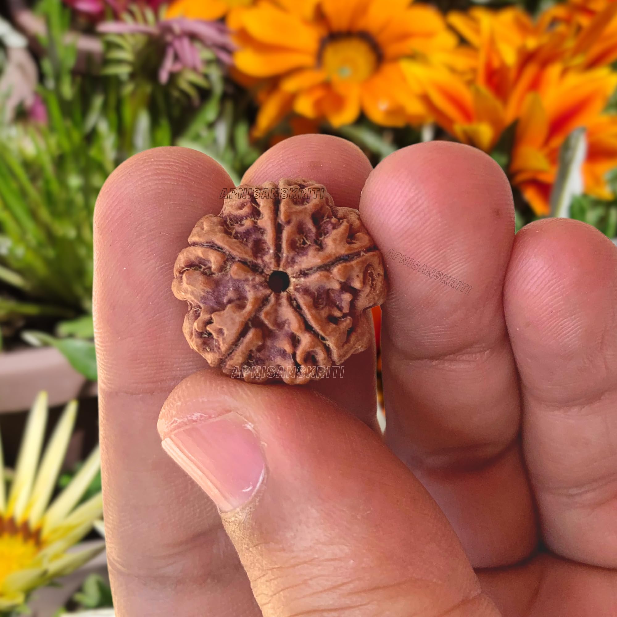 Apnisanskriti Certified Nepali 5 Mukhi Beads - Natural Beads for Men and Women