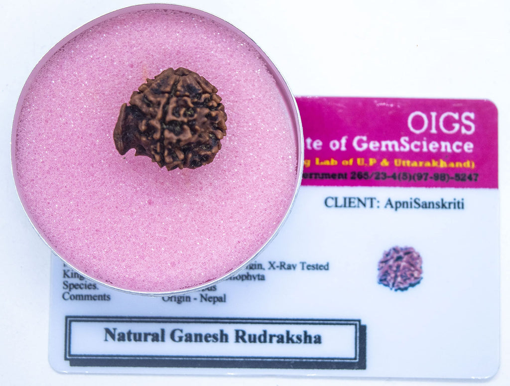 Apnisanskriti Ganesha Rudraksha Bead - Natural Brown 5 Mukhi Rudraksh (Five Face, Lab Certified ) - Pack of 1