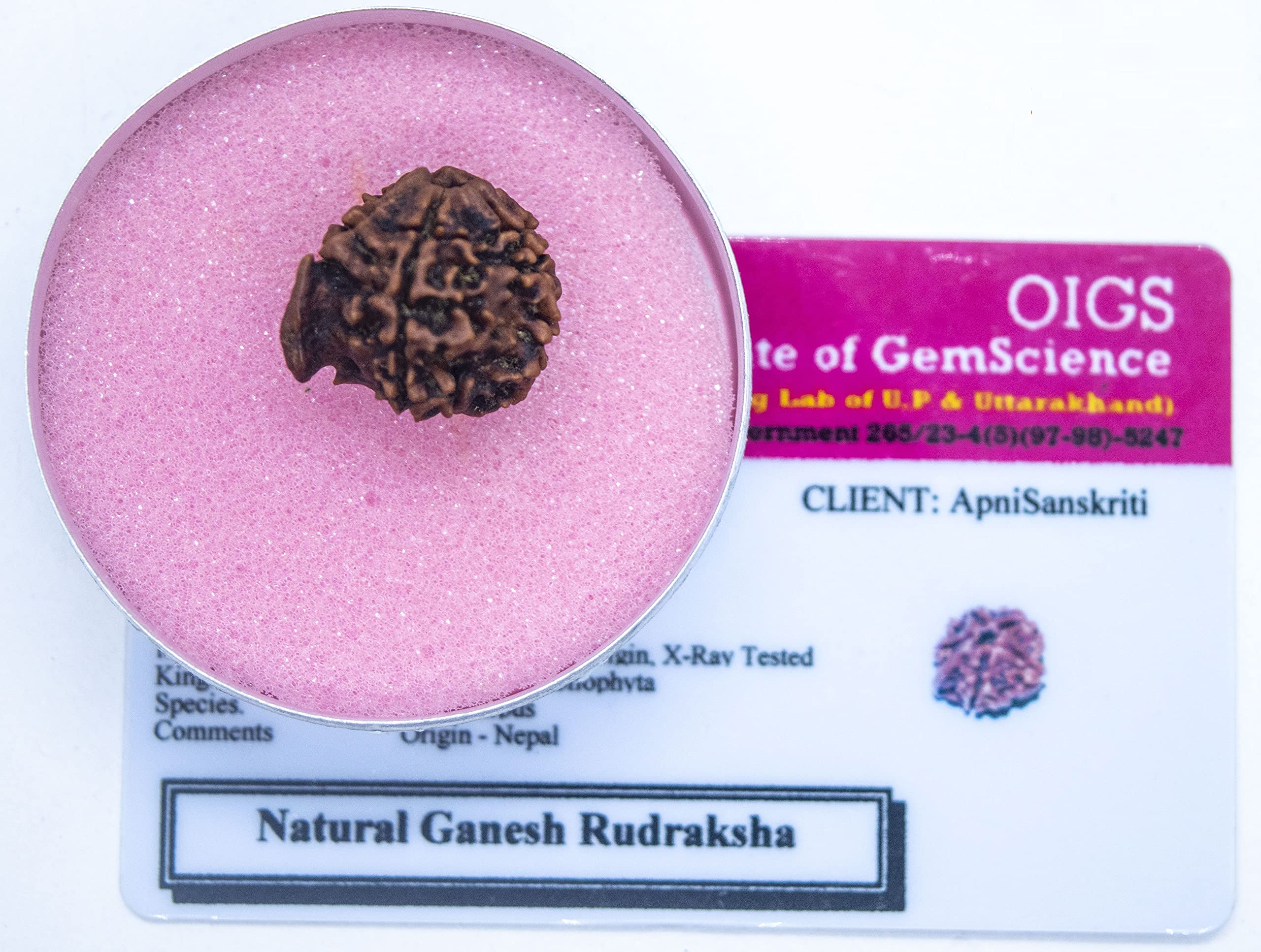 Apnisanskriti Ganesha Rudraksha Bead - Natural Brown 5 Mukhi Rudraksh (Five Face, Lab Certified ) - Pack of 1