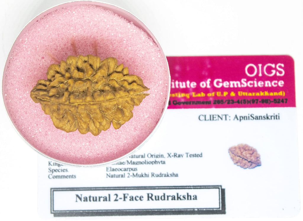 Apnisanskriti 2 Mukhi Rudraksha Bead - Natural Brown Two Face Rudraksh (Big Size, Lab Certified ) - Pack of 1