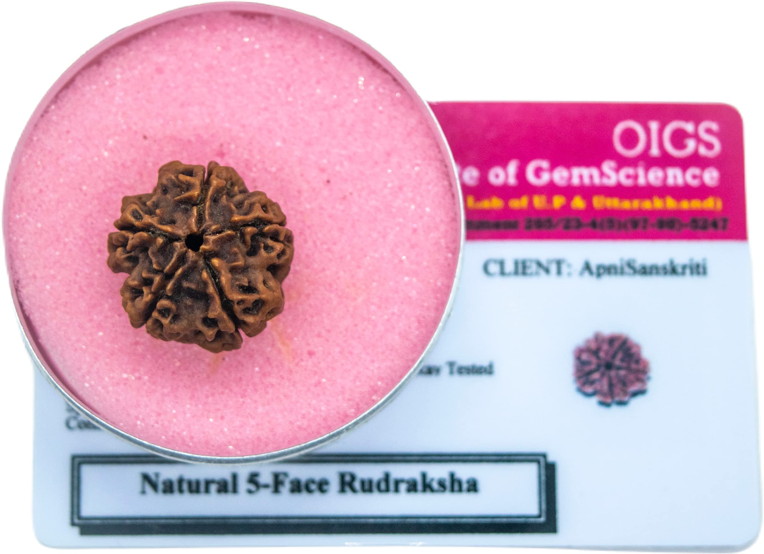 Apnisanskriti Certified Nepali 5 Mukhi Beads - Natural Beads for Men and Women