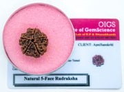 Apnisanskriti Certified Nepali 5 Mukhi Beads - Natural Beads for Men and Women