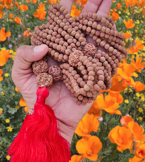 Apnisanskriti 5 Mukhi Rudraksha Mala for Shivling/Temple (1008+1, Brown Rudraksha Beads, Lab Certified) - Pack of 1