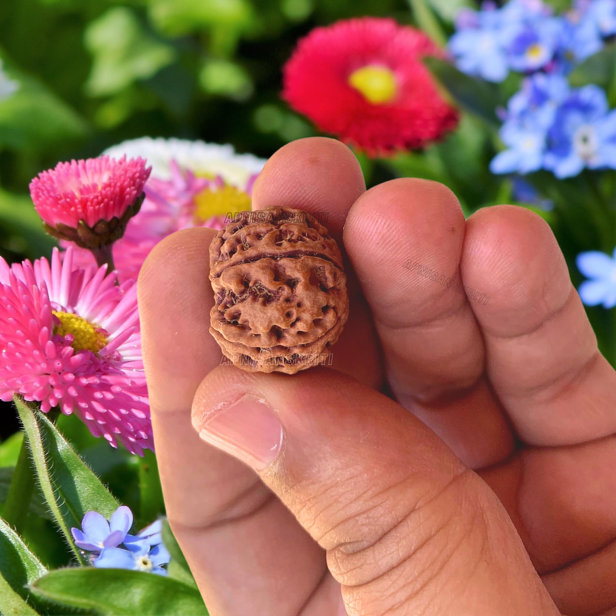 Apnisanskriti Certified Nepali 5 Mukhi Beads - Natural Beads for Men and Women
