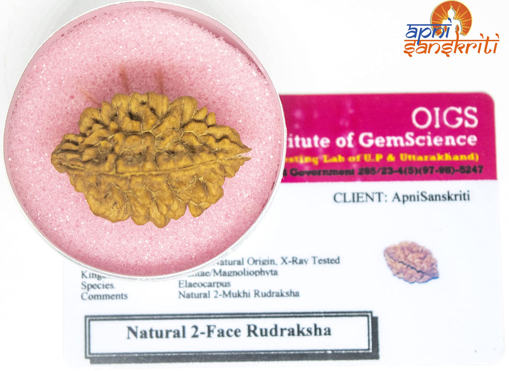 Apnisanskriti 2 Mukhi Rudraksha Bead - Natural Brown Two Face Rudraksh (Big Size, Lab Certified ) - Pack of 1