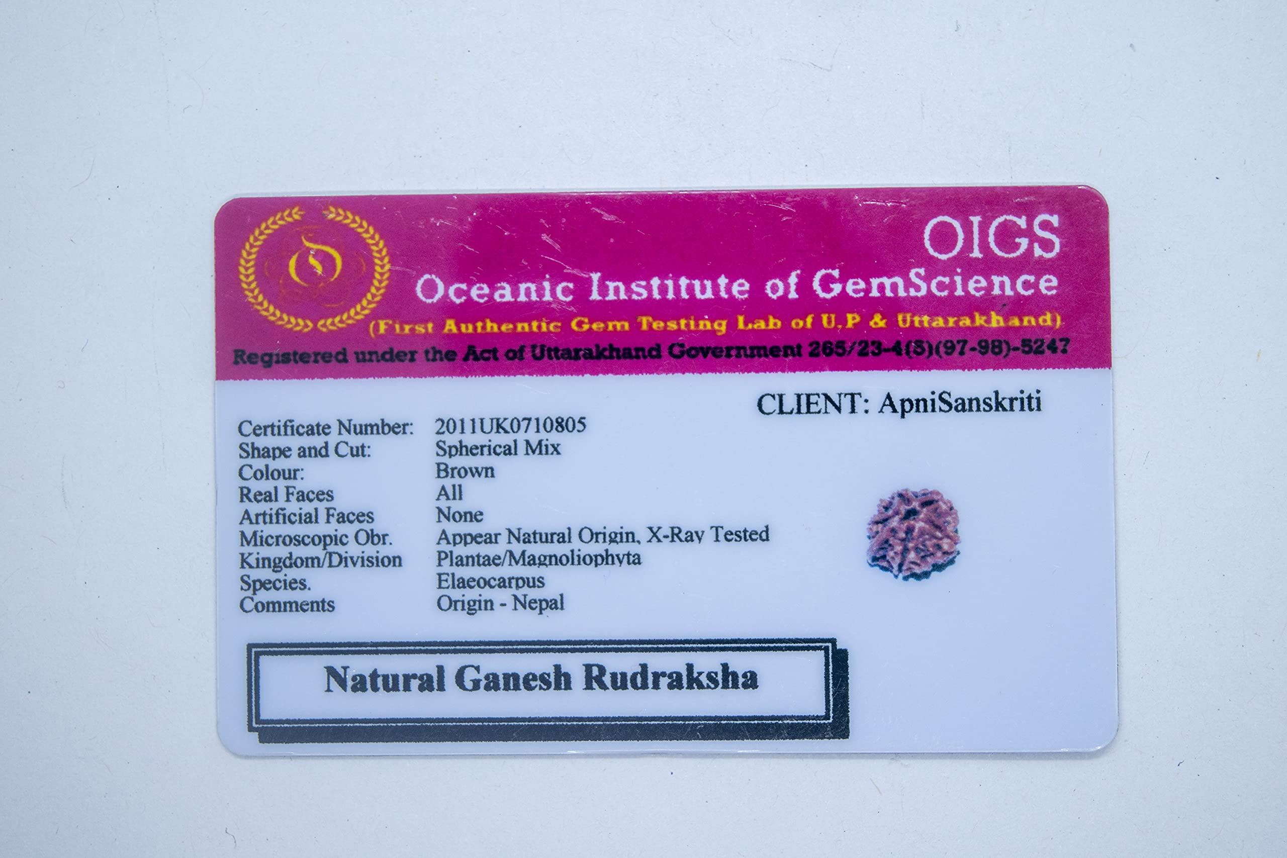 Apnisanskriti Ganesha Rudraksha Bead - Natural Brown 5 Mukhi Rudraksh (Five Face, Lab Certified ) - Pack of 1