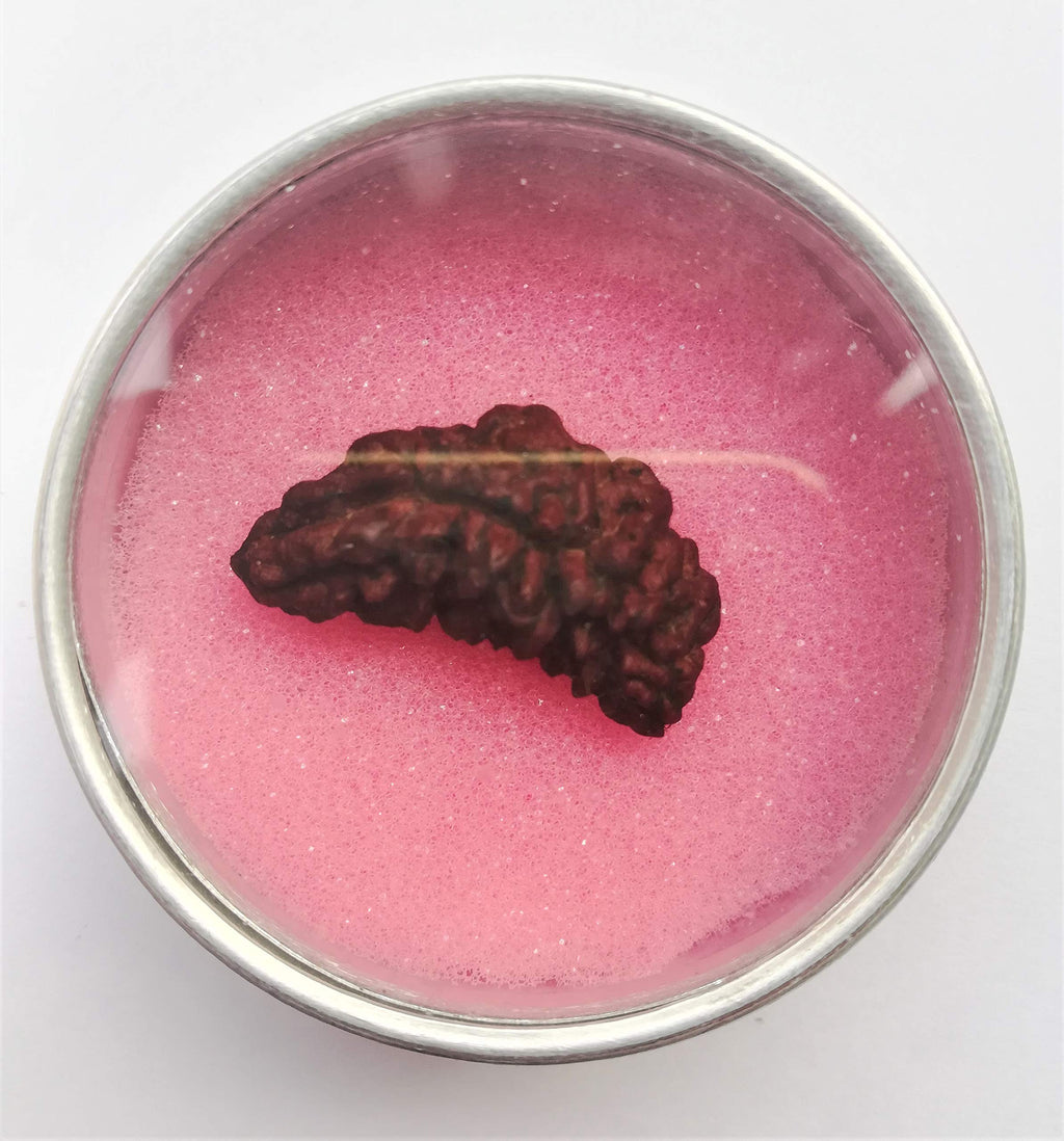 Apnisanskrit Lab Certified Ek Mukhi Black Rudraksha - Black - Rudraksh Bead- pack of 1