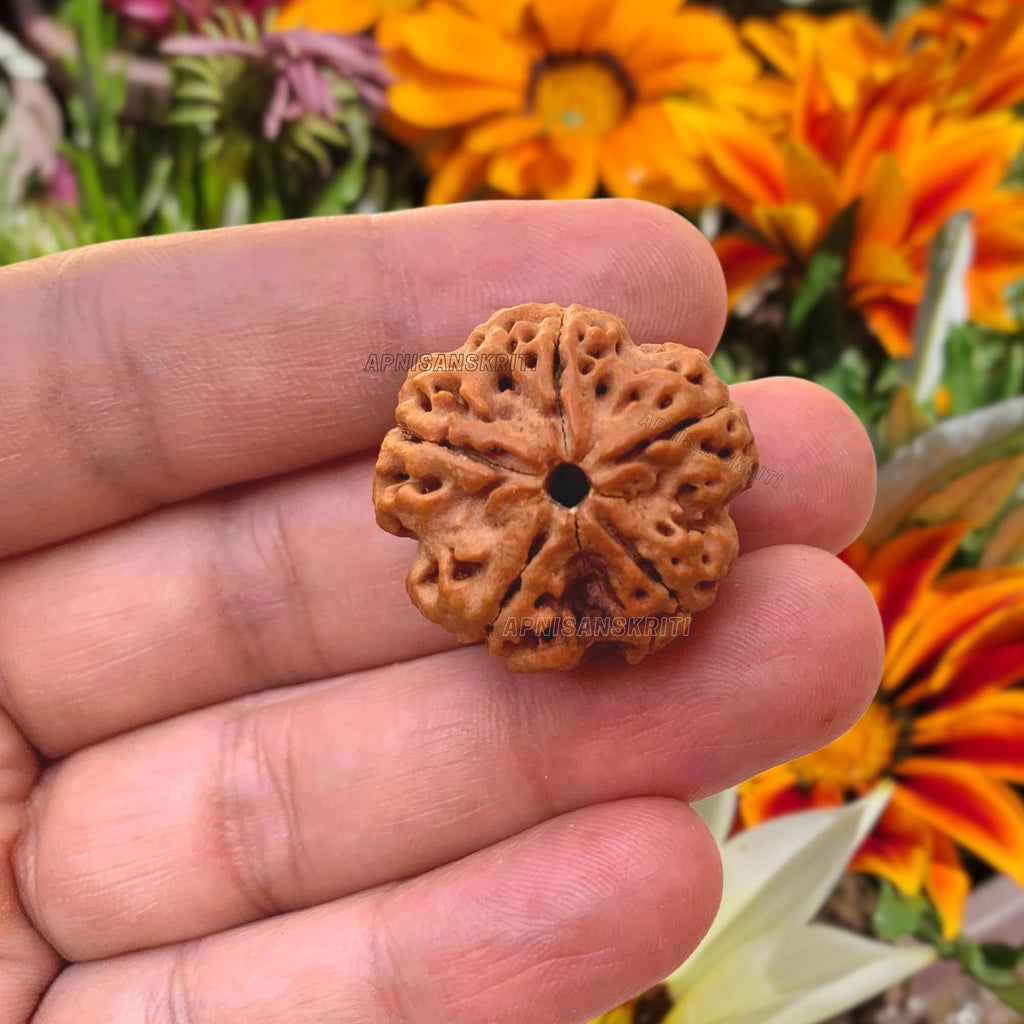 Apnisanskriti Certified Nepali 5 Mukhi Beads - Natural Beads for Men and Women