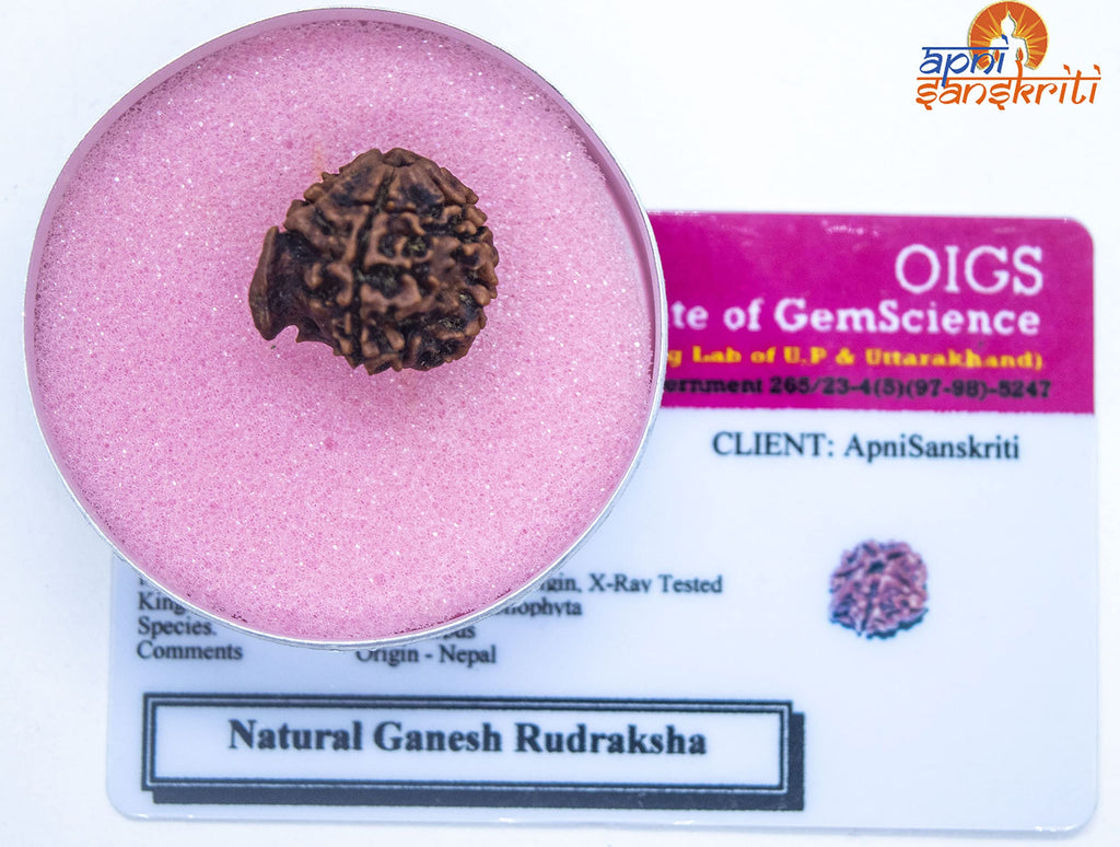 Apnisanskriti Ganesha Rudraksha Bead - Natural Brown 5 Mukhi Rudraksh (Five Face, Lab Certified ) - Pack of 1