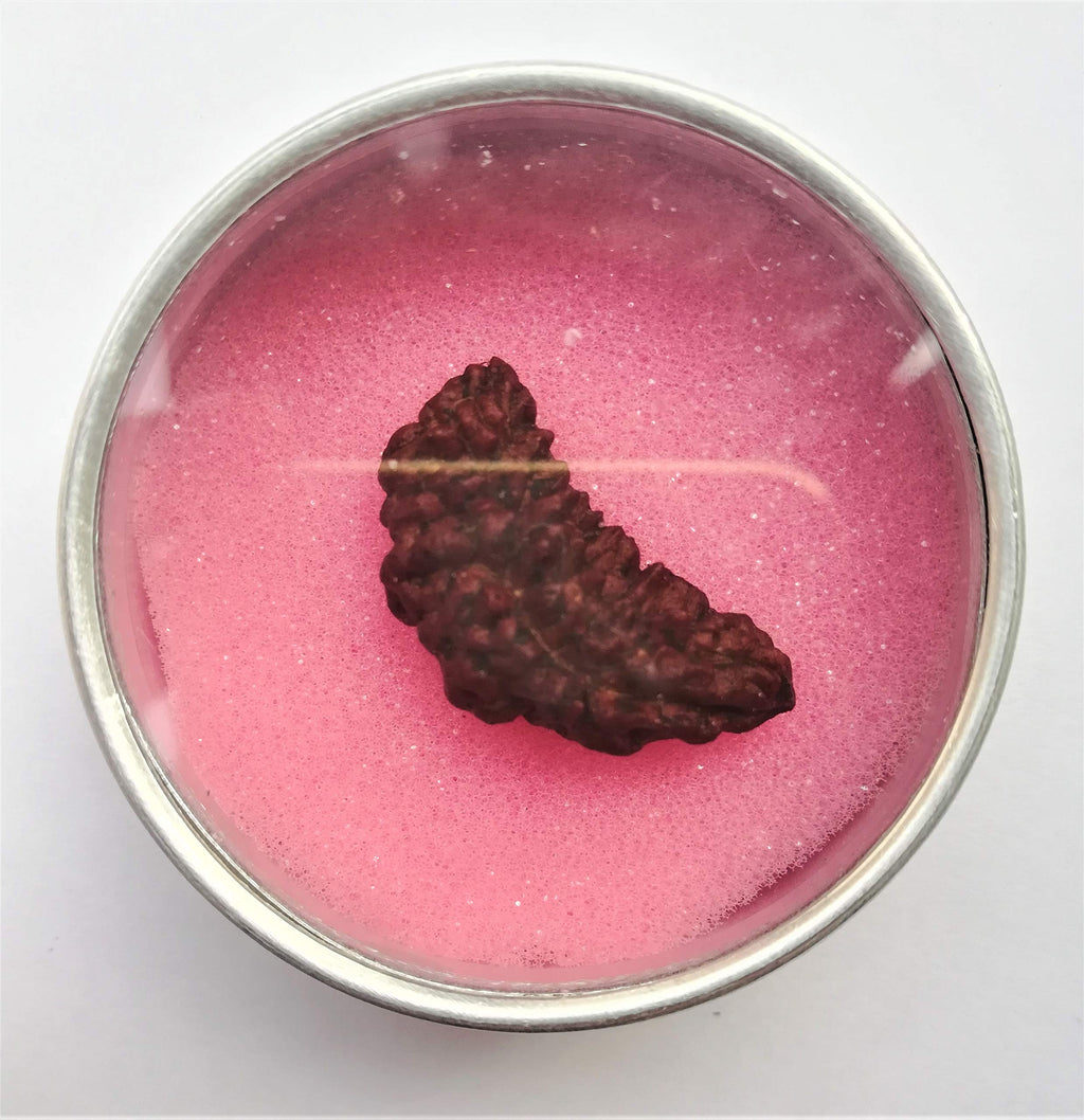 Apnisanskrit Lab Certified Ek Mukhi Black Rudraksha - Black - Rudraksh Bead- pack of 1