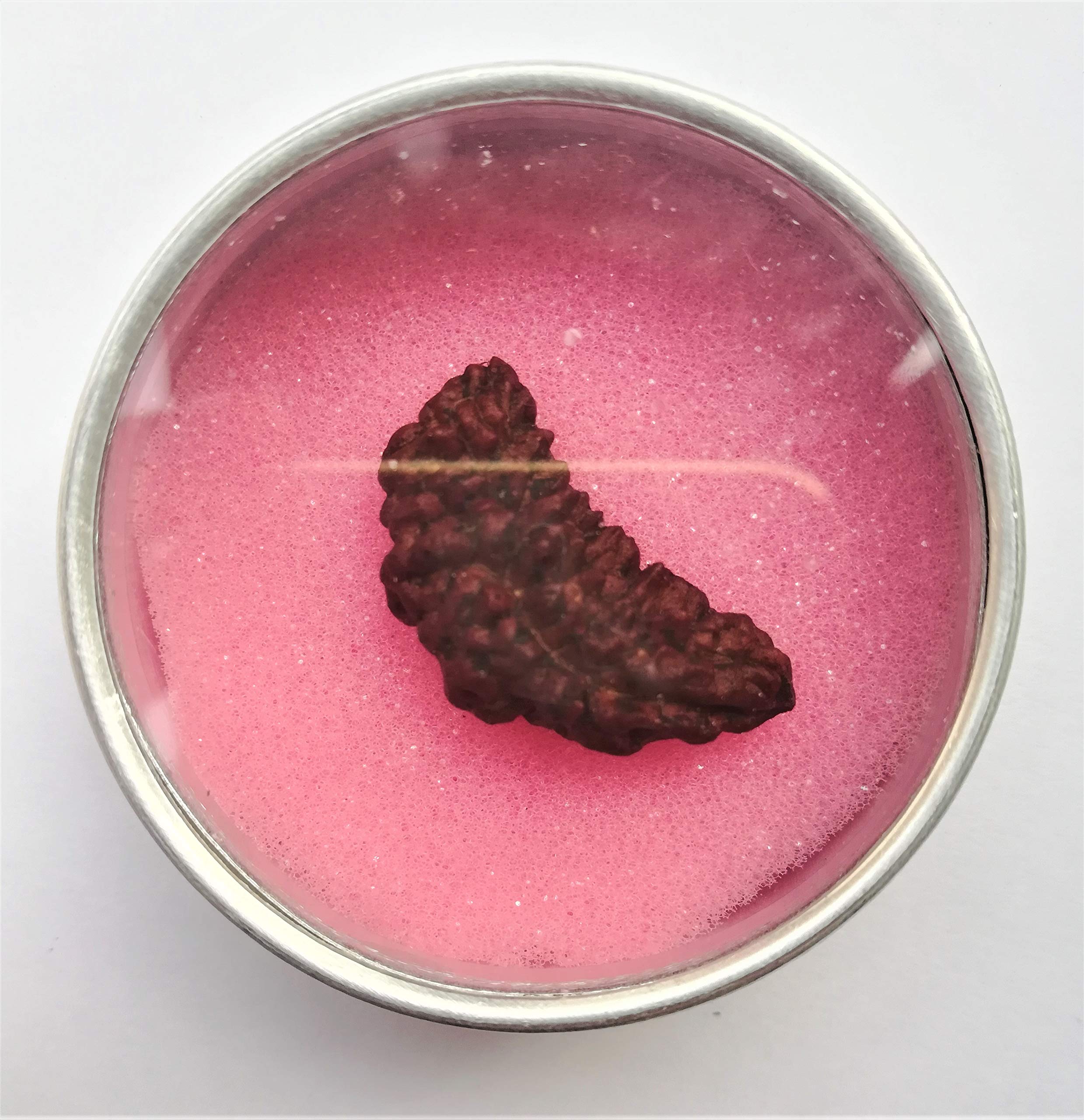 Apnisanskrit Lab Certified Ek Mukhi Black Rudraksha - Black - Rudraksh Bead- pack of 1